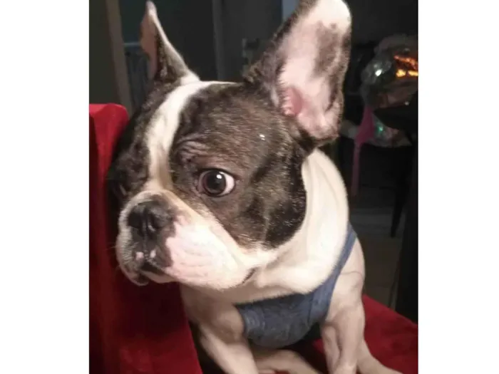 Cachorro ra a Buldogue francês  idade 2 anos nome Nick