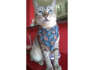 Gato raça Srd idade 1 ano nome Petit 