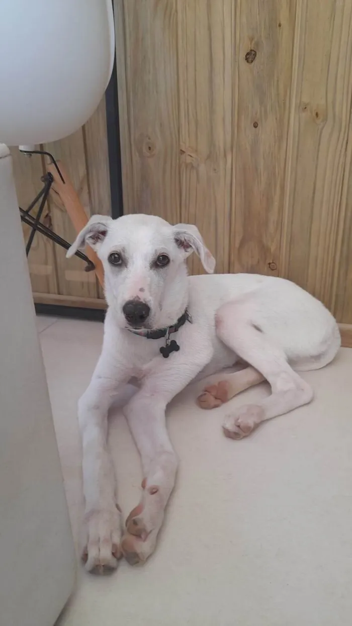 Cachorro ra a SRD-ViraLata idade 2 a 6 meses nome Luna