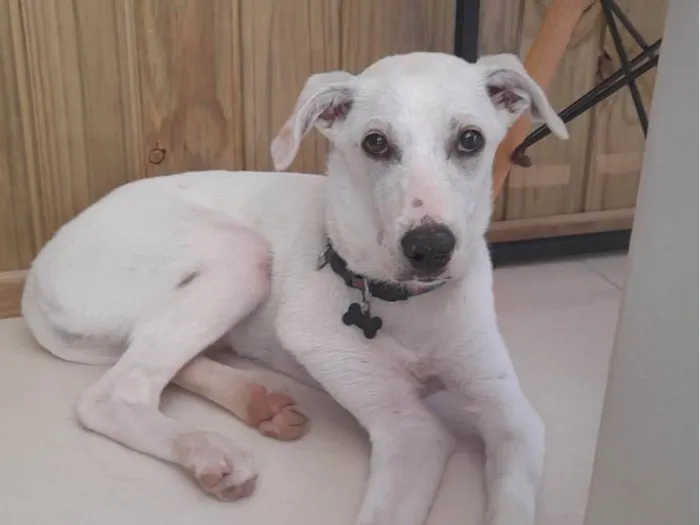 Cachorro ra a SRD-ViraLata idade 2 a 6 meses nome Luna