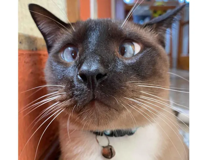 Gato ra a Siamês idade 4 anos nome Dino