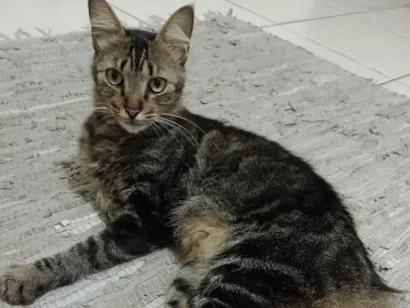 Gato raça SRD idade 2 anos nome Leonardo