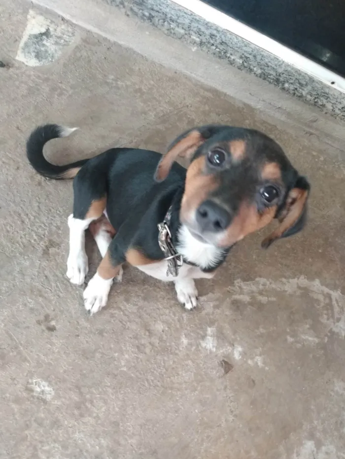 Cachorro ra a  idade 2 a 6 meses nome Spoleta