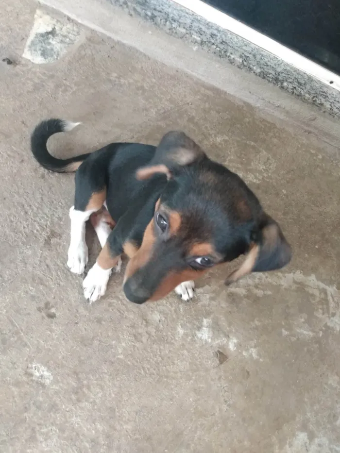 Cachorro ra a  idade 2 a 6 meses nome Spoleta