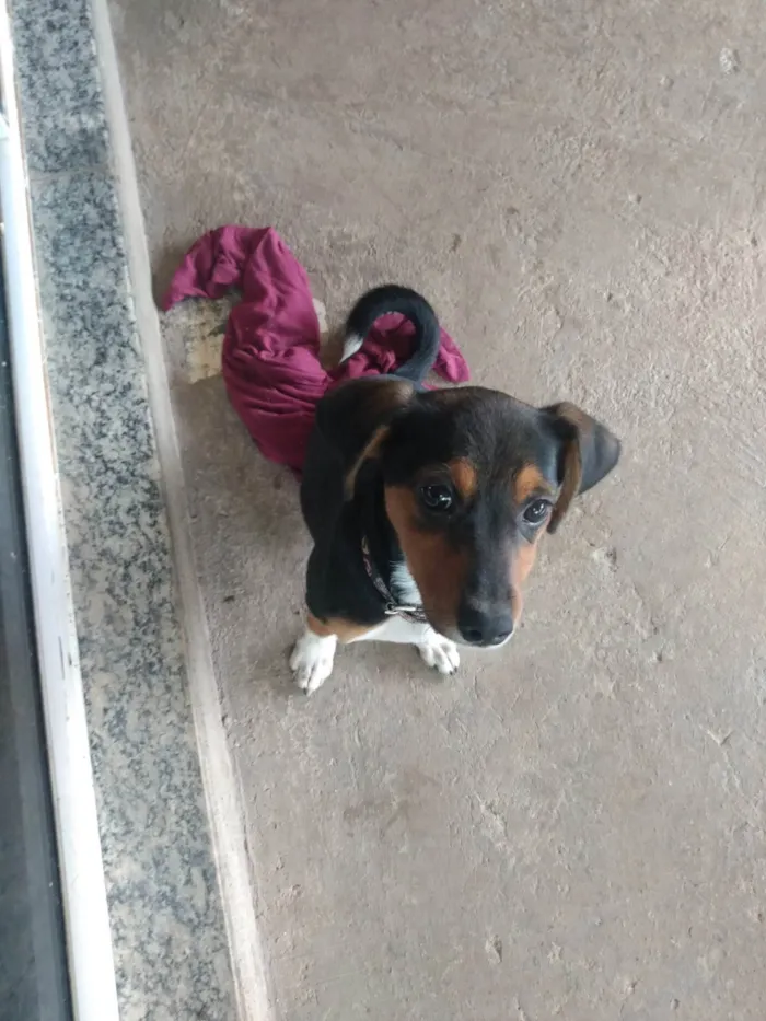 Cachorro ra a  idade 2 a 6 meses nome Spoleta