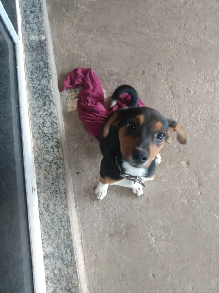 Cachorro ra a  idade 2 a 6 meses nome Spoleta