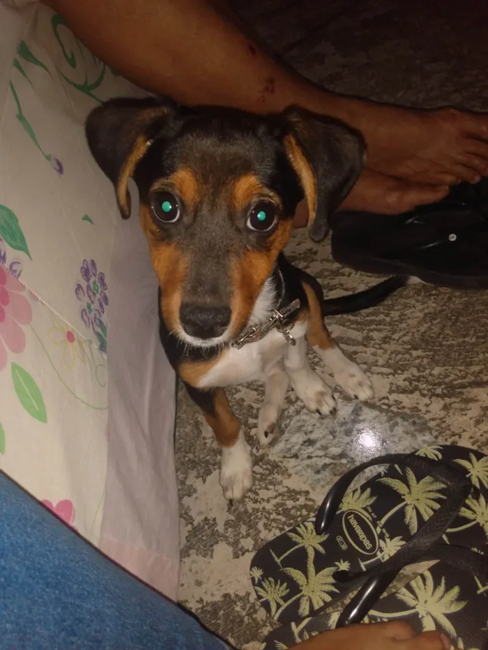 Cachorro ra a  idade 2 a 6 meses nome Spoleta