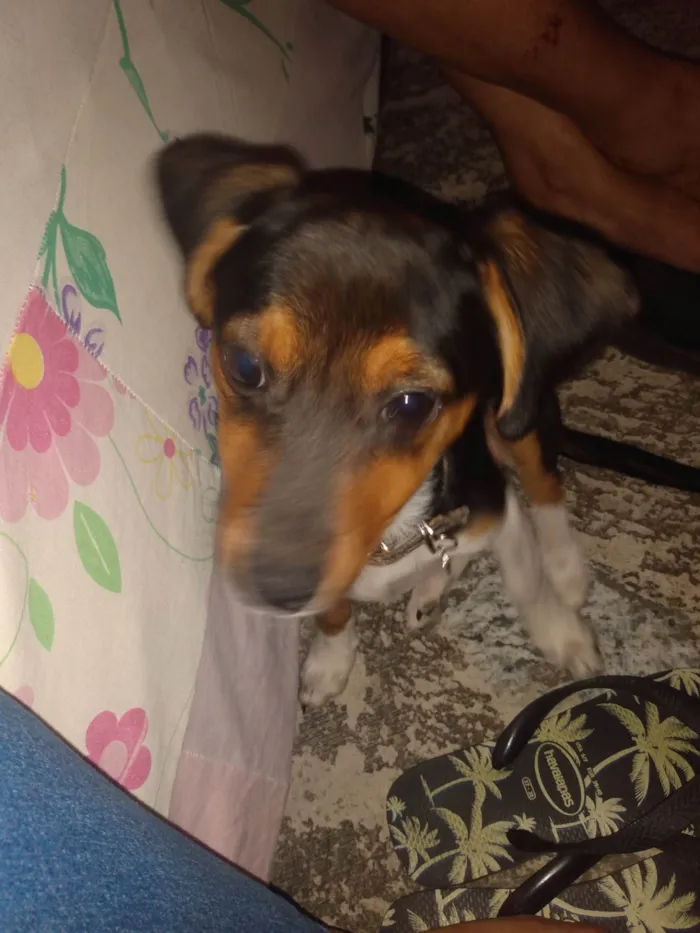 Cachorro ra a  idade 2 a 6 meses nome Spoleta