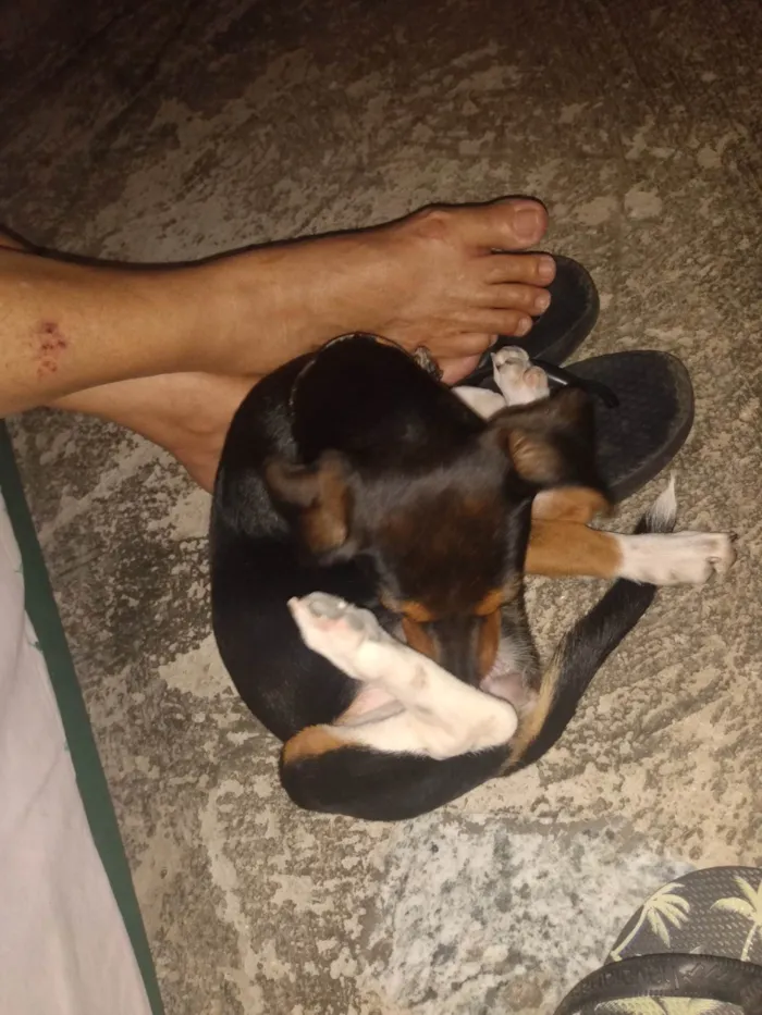 Cachorro ra a  idade 2 a 6 meses nome Spoleta