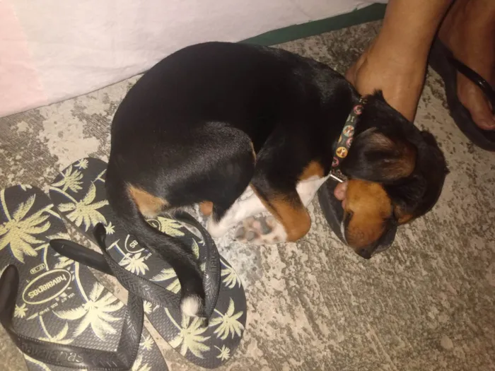 Cachorro ra a  idade 2 a 6 meses nome Spoleta