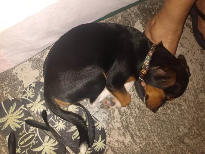 Cachorro ra a  idade 2 a 6 meses nome Spoleta