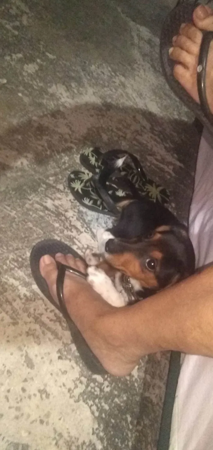 Cachorro ra a  idade 2 a 6 meses nome Spoleta