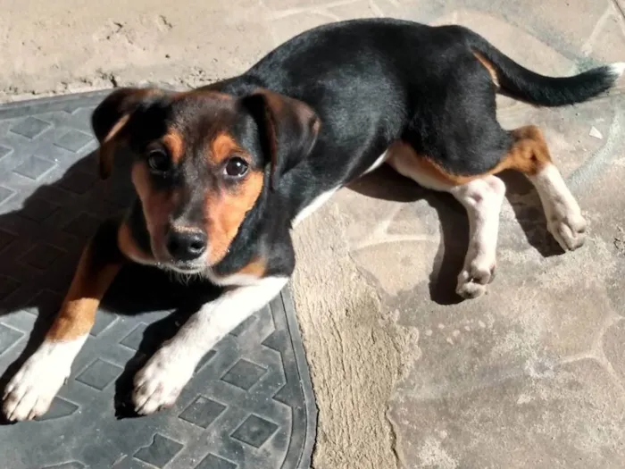 Cachorro ra a  idade 2 a 6 meses nome Spoleta