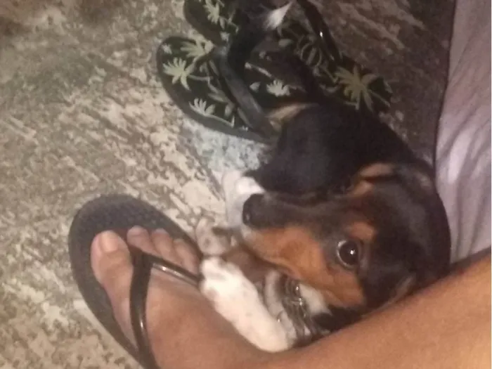 Cachorro ra a  idade 2 a 6 meses nome Spoleta