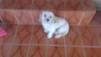 Belinha