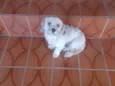 Belinha