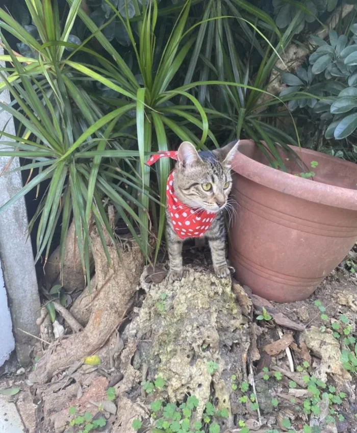 Gato ra a Srd idade 7 a 11 meses nome Aninha