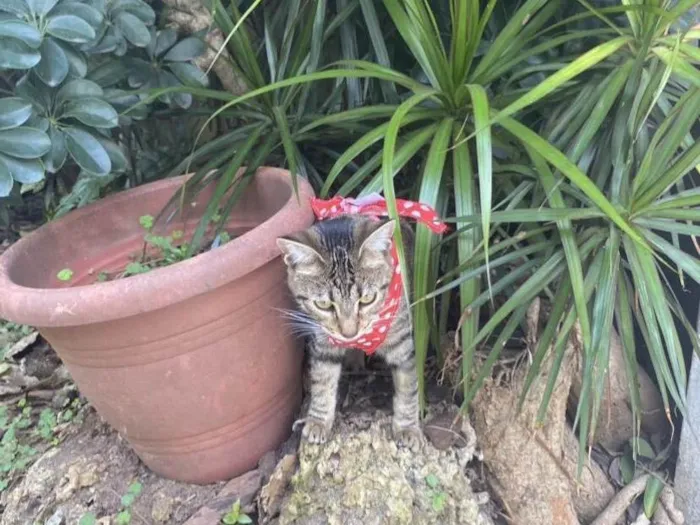 Gato ra a Srd idade 7 a 11 meses nome Aninha