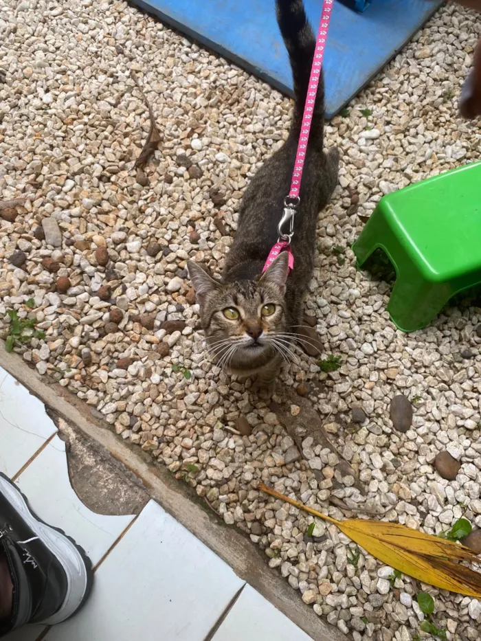 Gato ra a Srd idade 7 a 11 meses nome Aninha