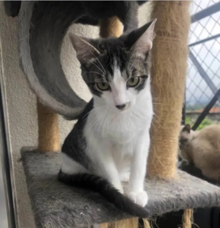 Gato ra a Srd idade 7 a 11 meses nome Hachi