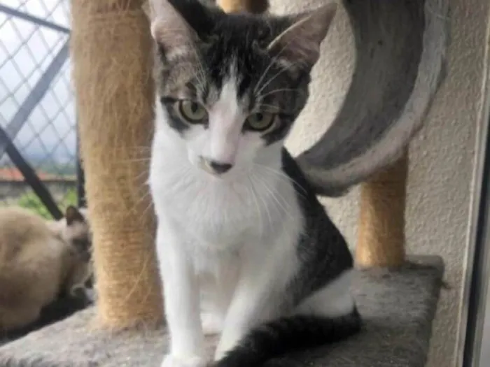 Gato ra a Srd idade 7 a 11 meses nome Hachi