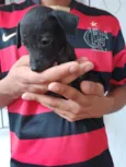 nick,preto,black,marron e caramelo