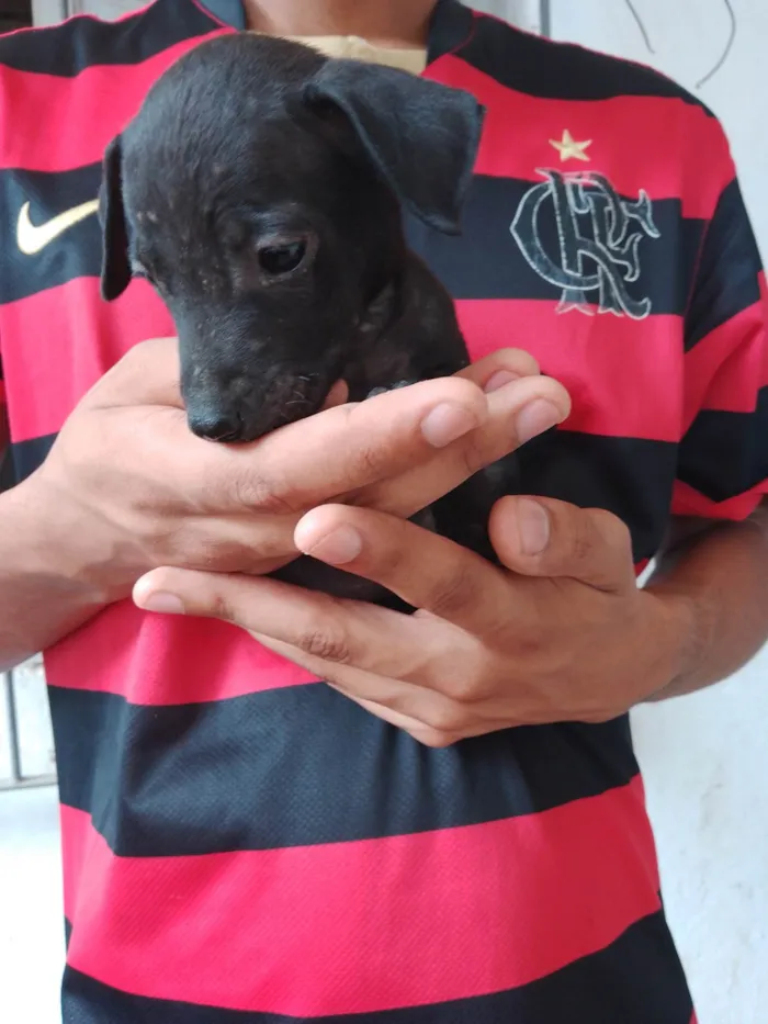 Cachorro raça SRD-ViraLata idade 2 a 6 meses nome nick,preto,black,marron e caramelo