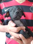 nick,preto,black,marron e caramelo