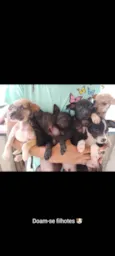 nick,preto,black,marron e caramelo