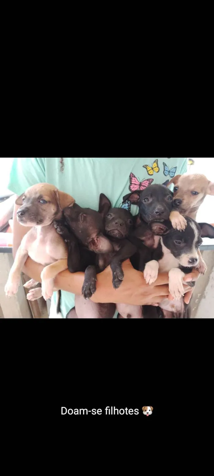 Cachorro raça SRD-ViraLata idade 2 a 6 meses nome nick,preto,black,marron e caramelo