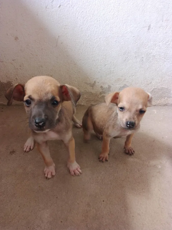 Cachorro raça SRD-ViraLata idade 2 a 6 meses nome nick,preto,black,marron e caramelo