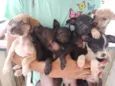 nick,preto,black,marron e caramelo