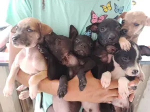 Cachorro raça SRD-ViraLata idade 2 a 6 meses nome nick,preto,black,marron e caramelo