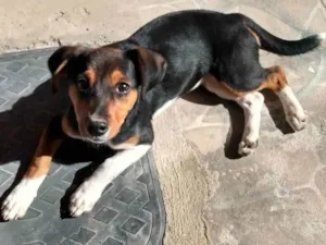 Cachorro raça  idade 2 a 6 meses nome Spoleta