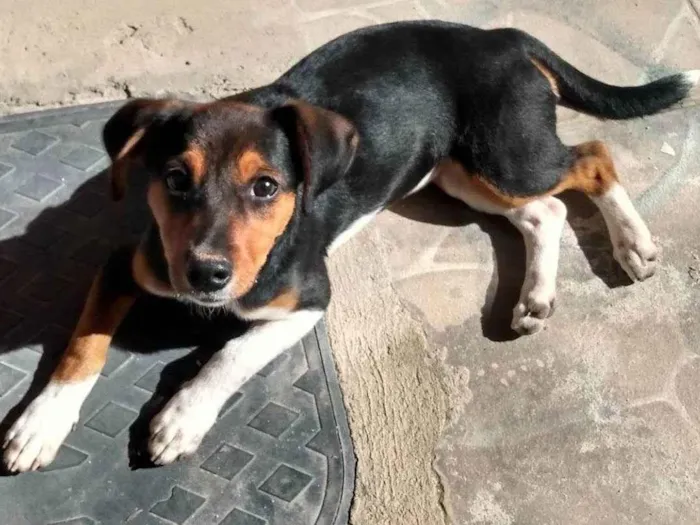 Cachorro ra a  idade 2 a 6 meses nome Spoleta