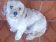 Belinha