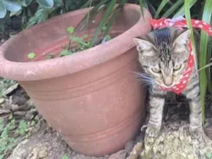 Gato ra a Srd idade 7 a 11 meses nome Aninha