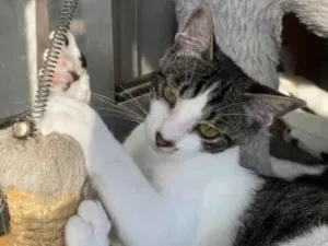 Gato raça Srd idade 7 a 11 meses nome Hachi