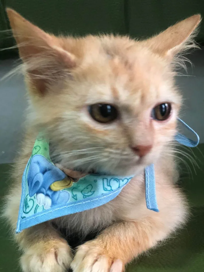 Gato ra a Srd idade 2 a 6 meses nome Zequinha