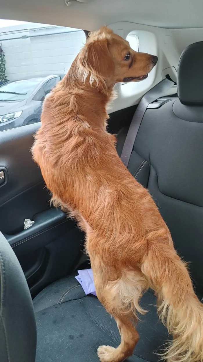 Cachorro ra a Vira lata idade 3 anos nome Nao sei