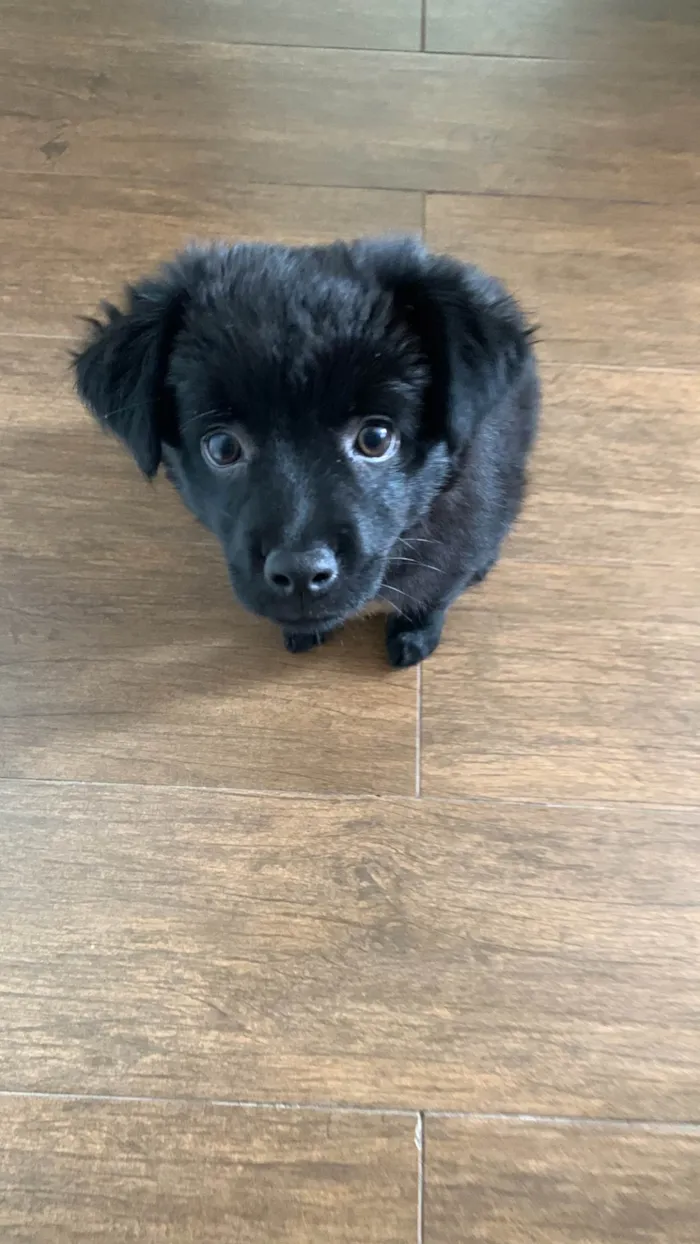 Cachorro ra a SRD-ViraLata idade 7 a 11 meses nome Maya Maria 