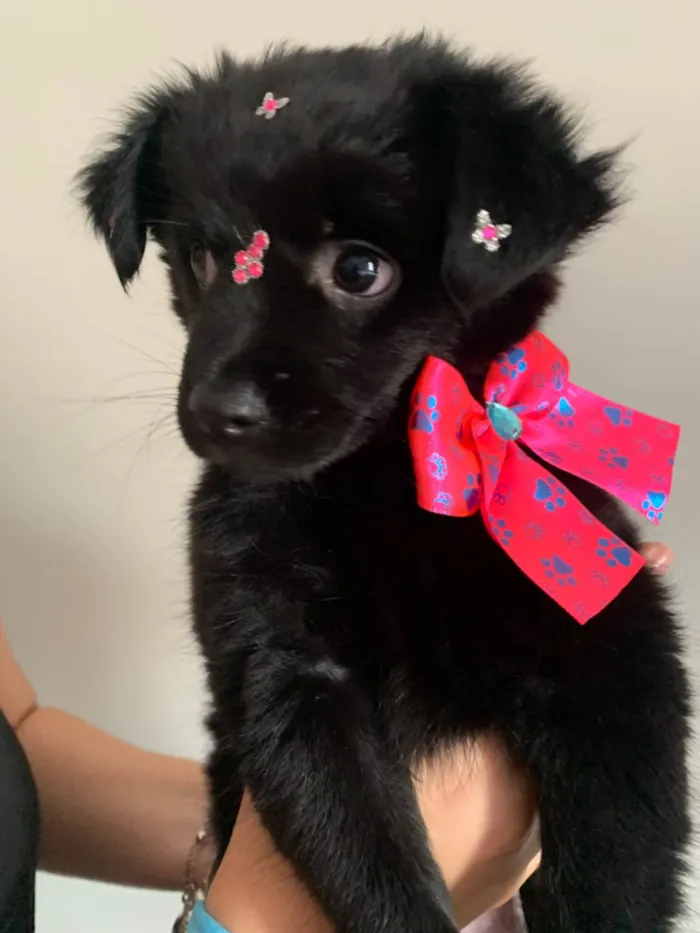 Cachorro ra a SRD-ViraLata idade 7 a 11 meses nome Maya Maria 