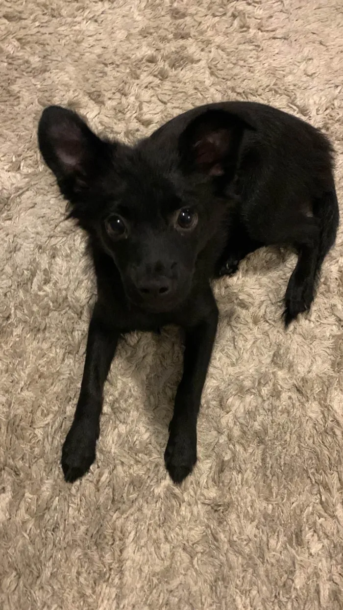 Cachorro ra a SRD-ViraLata idade 7 a 11 meses nome Maya Maria 