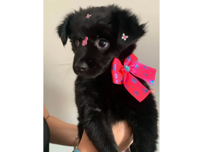 Cachorro ra a SRD-ViraLata idade 7 a 11 meses nome Maya Maria 