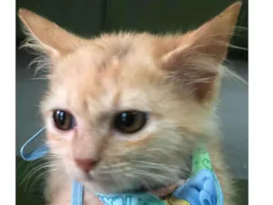 Gato raça Srd idade 2 a 6 meses nome Zequinha