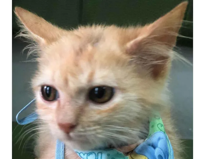Gato ra a Srd idade 2 a 6 meses nome Zequinha