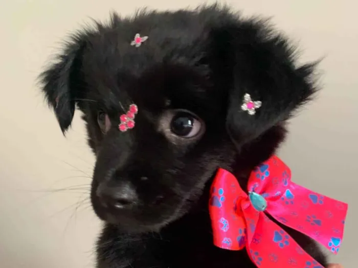Cachorro ra a SRD-ViraLata idade 7 a 11 meses nome Maya Maria 