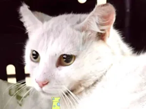 Gato raça Mestico  idade 1 ano nome Lion 
