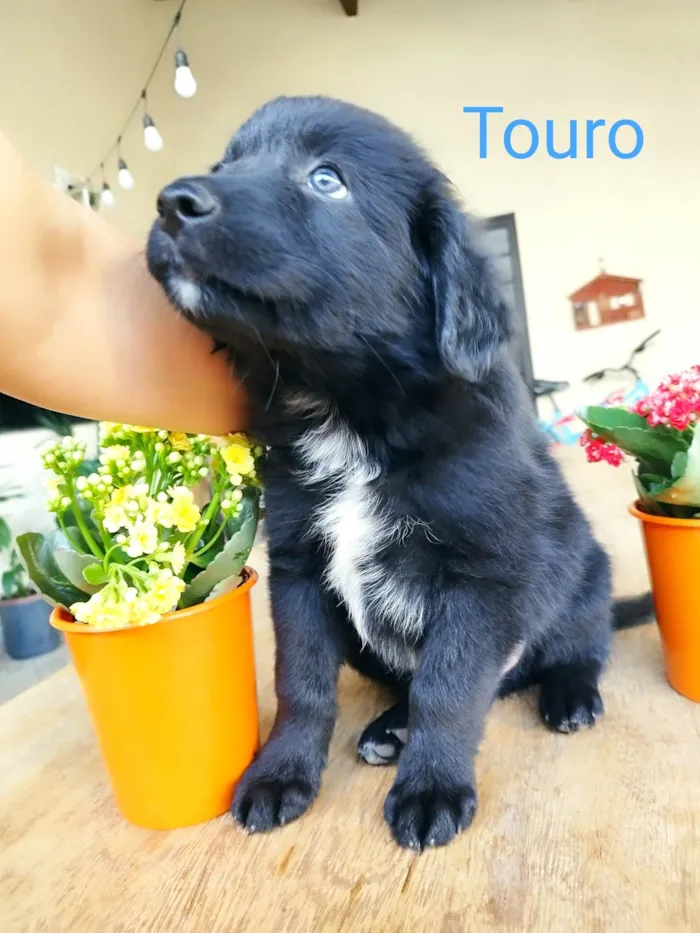 Cachorro ra a Border Collie com Salsicha idade 2 a 6 meses nome Touro 