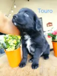 Touro
